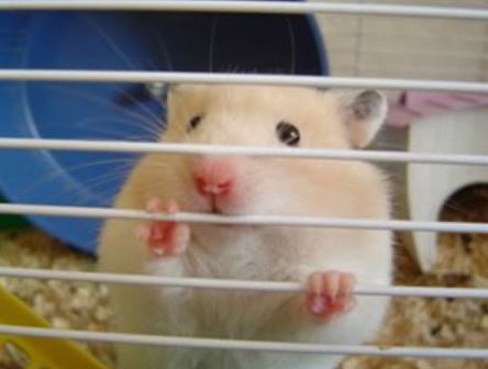 hamster chewing on cage bars