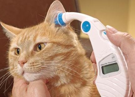 How to Tell if a Cat has a Fever
