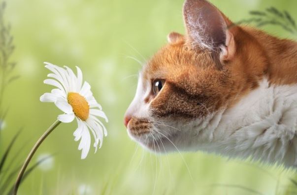 Common Odors in Homes that Cats Hate
