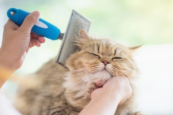 Learn How to Dry Your Cat to Keep it Clean