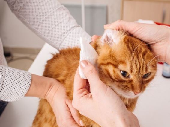 How to Clean the Cats Ear