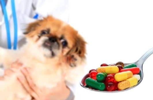 How to Give Pills to Puppies