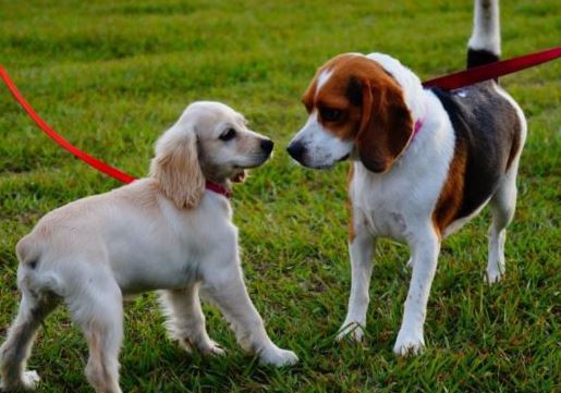 How to Socialize Intolerant Dogs with Other Animals
