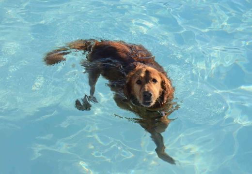 Steps to Teach the Dog to Swim Safely