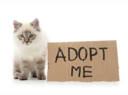 Tips for the First 30 Days of Cat Adoption