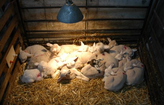 Potential Health Problems in Rearing Lambs