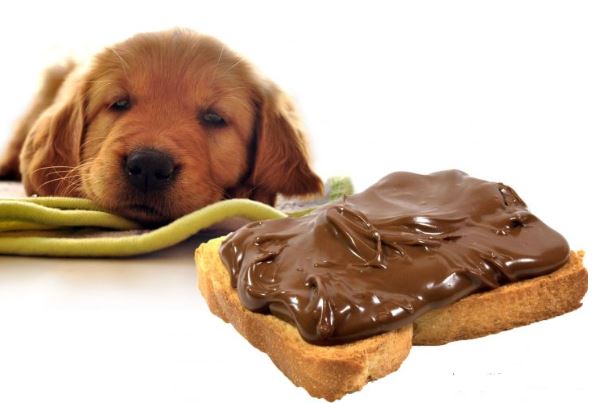 The Worst Foods for Puppies