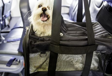Which Airlines Allow Pets in the Cabin