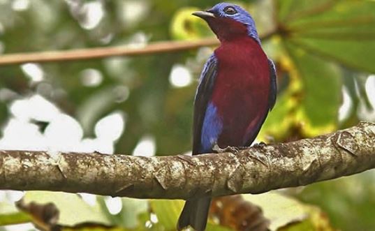 Purple-breasted Cotinga Bird