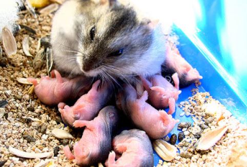 Hamsters Can Eat Their Babies