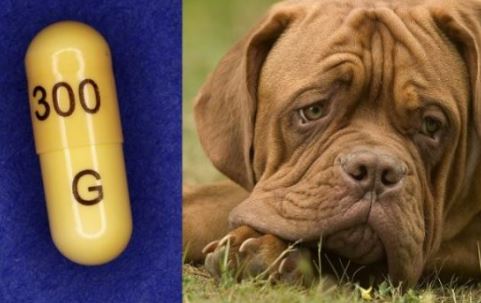 How Long does Gabapentin Stay in a Dogs System