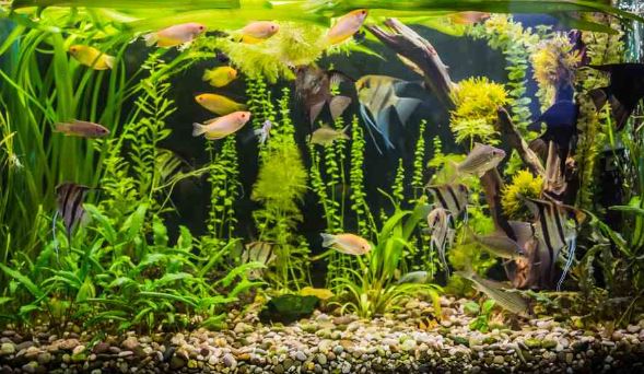 How to Clean the Gravels of an Aquarium Without a Vacuum Cleaner