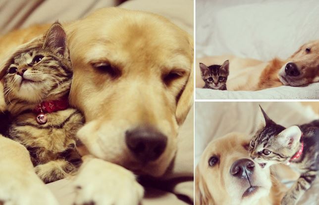 How to Introduce a Kitten to a Dog - Pets Care