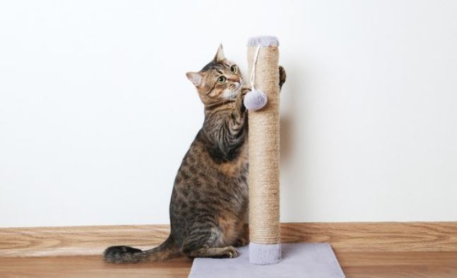 How to Make a Cat Scratcher at Home