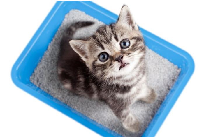 Cat Litter: How Often and How to Clean?