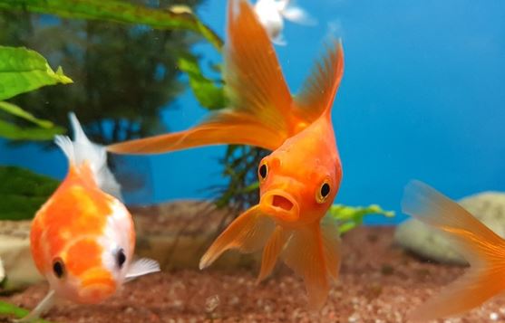 Find Online Aquatic Pets Worthing