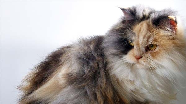 Cat Breeds: All You Need to Know