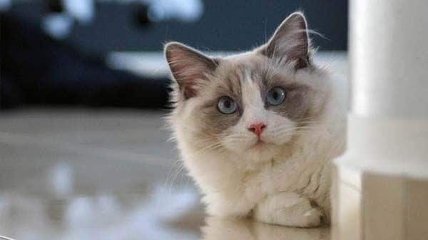 Cat Breeds: All You Need to Know