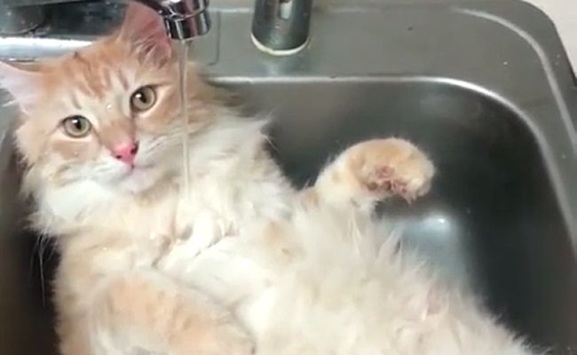 Cat Takes a Shower? Find out More About Cat Hygiene!