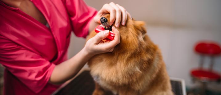 Dog with Bad Breath: 6 Practical Tips to Treat