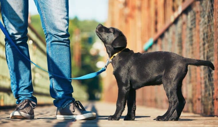 How to Educate a Labrador Dog?