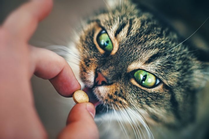 How to Give Cat Pill: Making the Process Easier