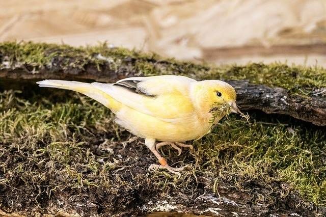 How to Tell If Your Canary Is Male or Female