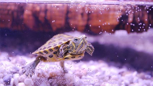 What Do I Need to House a Water Turtle at Home?