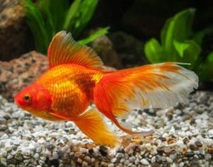 What Fish Can Live with Goldfish