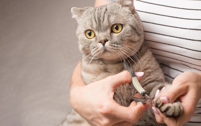 How to Cut Cat's Nail