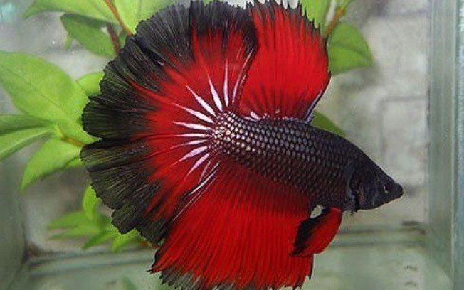 Meet the Fish Species for Beginners, Fish Suitable for Small Aquariums