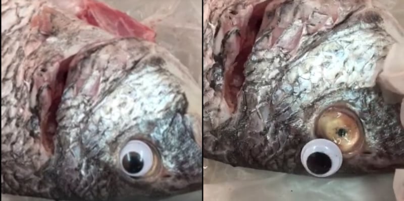 Fish Shop Shut Down for Using Googly Eyes to Make Fish Look Fresher