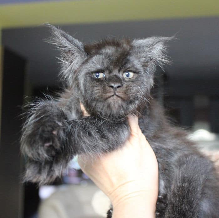 Meet Valkyrie, the Maine Coon Cat with a Human-like face