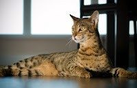 10 Cat Species Convey Virtually Expensive Too Fantastic Prices