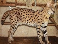 10 Cat Species Convey Virtually Expensive Too Fantastic Prices