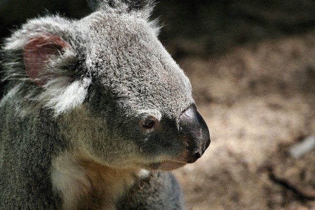Koala is Confused After it's Home is Cut Down