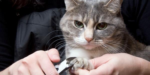 Tips On How To Cutting Cat's Laissez Passer On