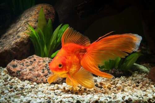 Can Water Quality Be the Secret to the Health of a Goldfish?
