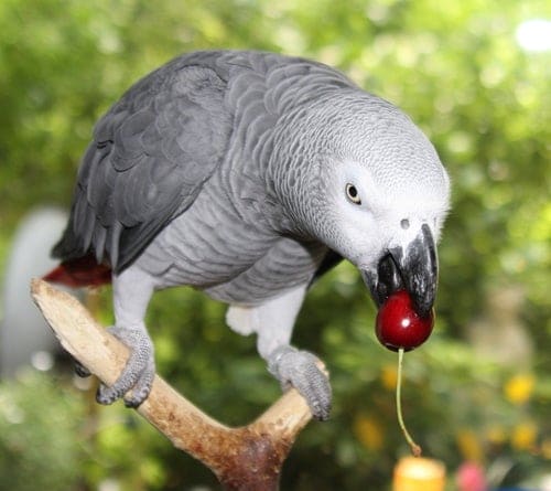 How do I Feed a Bird That I Have Found on the Street?