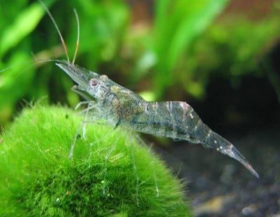 10 Best Shrimp for Freshwater Aquarium