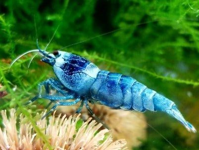 10 Best Shrimp for Freshwater Aquarium