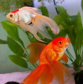 Can a Betta Fish Live with a Goldfish?