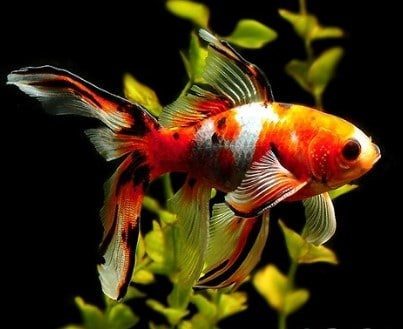 Why is My Goldfish Turning Back?