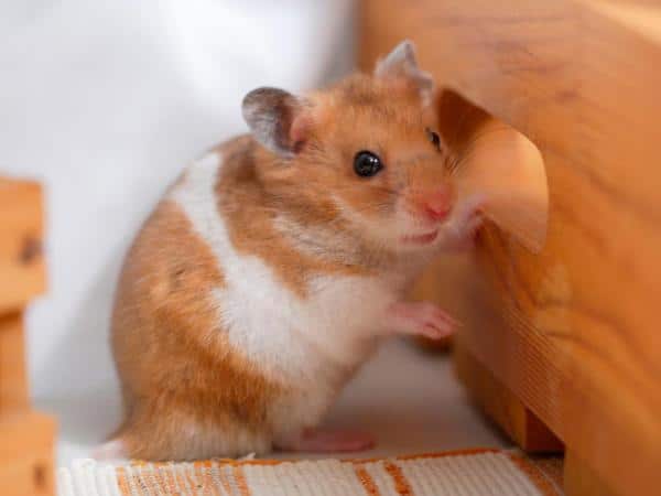 10 Stress Symptoms in Hamsters