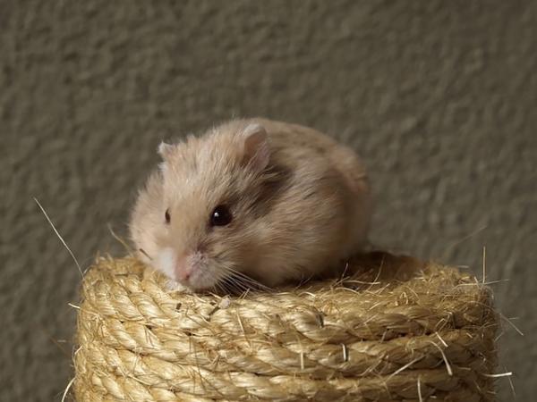 How to Care for a Hamster - Everything You Need to Know