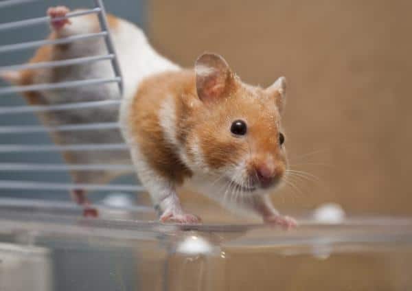 How to Care for a Hamster - Everything You Need to Know