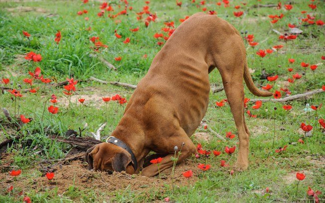 How to Stop Your Dog from Digging
