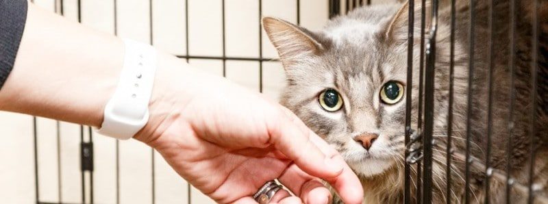 Tips for The First 30 Days of Cat Adoption