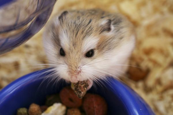 What do Russian Hamsters Eat?