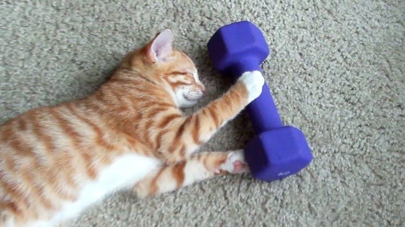 How Many Calories do Pets Burn During Exercise?